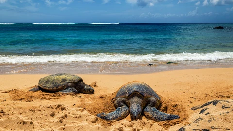 Laniakea Turtle Beach, photo 2